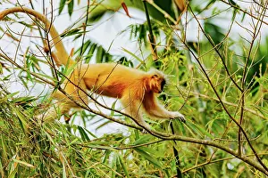 Singe: Gee's golden langur (Trachypithecus geei)