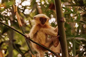 Singe: Gee's golden langur (Trachypithecus geei)