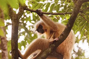 Singe: Gee's golden langur (Trachypithecus geei)