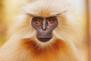 Singe: Gee's golden langur (Trachypithecus geei)
