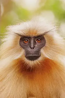 Singe: Gee's golden langur (Trachypithecus geei)