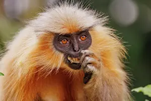 Singe: Gee's golden langur (Trachypithecus geei)