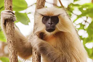 Singe: Gee's golden langur (Trachypithecus geei)