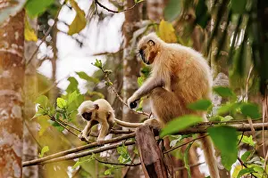 Singe: Gee's golden langur (Trachypithecus geei)