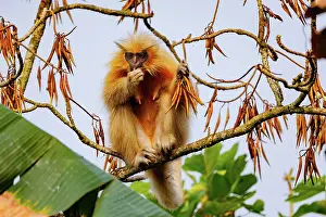 Singe: Gee's golden langur (Trachypithecus geei)