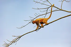 Singe: Gee's golden langur (Trachypithecus geei)