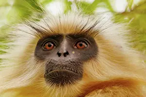 Assam: Gee's golden langur (Trachypithecus geei)
