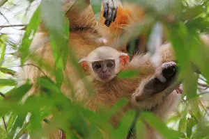 Assam: Gee's golden langur (Trachypithecus geei)