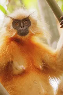 Assam: Gee's golden langur (Trachypithecus geei)
