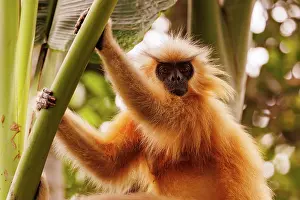 Assam: Gee's golden langur (Trachypithecus geei)