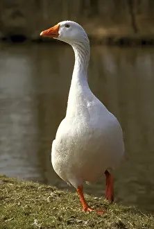 Rive: Geese Blanche du Poitou breed on a bank Holland