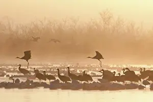 Overwintering: Geese and Cranes at Dawn