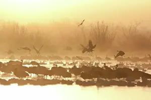 Overwintering: Geese and Cranes at Dawn