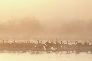 Overwintering: Geese and Cranes at Dawn