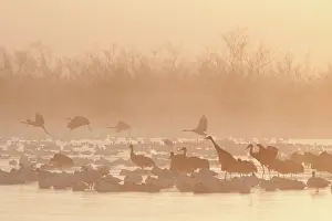 Overwintering: Geese and Cranes at Dawn