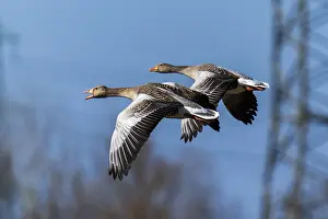 Energy: Two geese flying close together in the sky with a power pole in the background