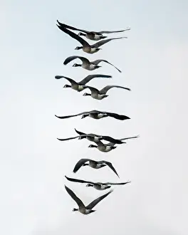 Michael: Geese flying in formation