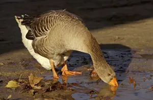 Managements: Geese Grise des Landes breed drinking France