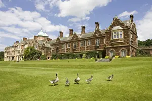 Fortified: Geese on the lawn of the Sandringham country house England