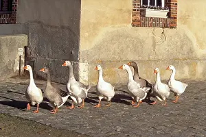 File: Geese Normande breed walking in single file France