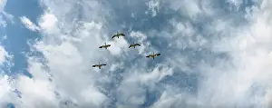 Hyperborea: Geese V Panoramic