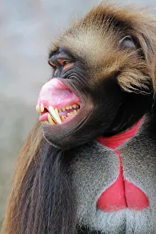 Snouts: Gelada Baboon