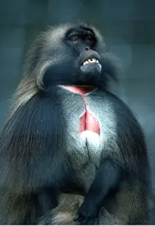 Ugly: GELADA BABOON