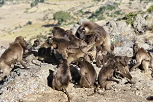 Troops: Gelada Baboon - adult male in centre with harem