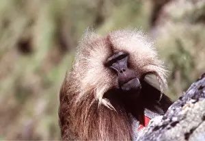 Peter Steyn: GELADA BABOON - close-up of male