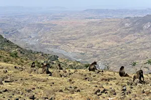 Troops: Gelada Baboon - female group on rocks