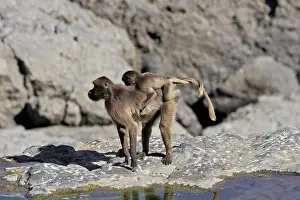 Entwined: Gelada Baboon - female with young on back, with