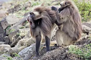 Submissive: Gelada Baboon - two grooming - males