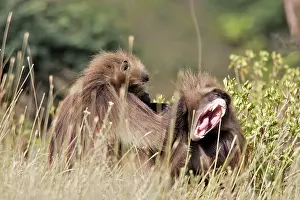 Submissive: Gelada Baboon - two grooming, males