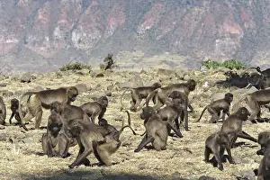 Troops: Gelada Baboon - group of females