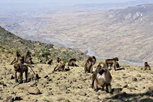 Troops: Gelada Baboon - group of females on rocks with