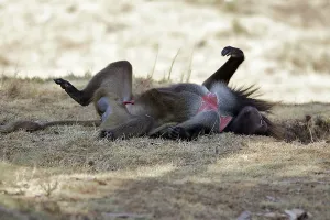 Penis: Gelada Baboon - lying on back - male