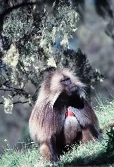 Peter Steyn: GELADA BABOON - male