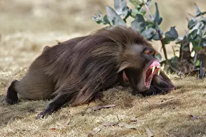 Nervous: Gelada Baboon - male lying on ground yawning