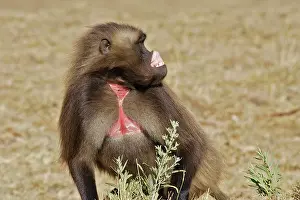 Nervous: Gelada Baboon - male showing gums, lip-flip - an