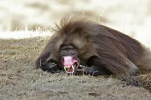 Nervous: Gelada Baboon - male showing gums & teeth