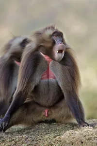 Penis: Gelada Baboon - male sitting