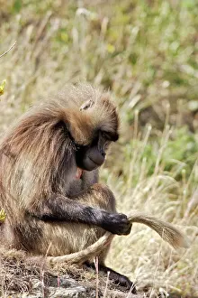 Examining: Gelada Baboon - male sitting, examining tail