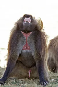 Penis: Gelada Baboon - male sitting & showing gums, lip-flip