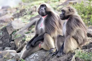 Penis: Gelada Baboon - males