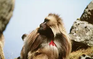 Alyssa Giustozzi: Gelada Baboon - on rocks