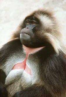 Ugly: GELADA BABOON - showing chest markings