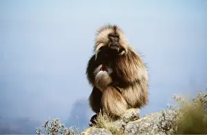 Alyssa Giustozzi: GELADA BABOON - sitting on a rock