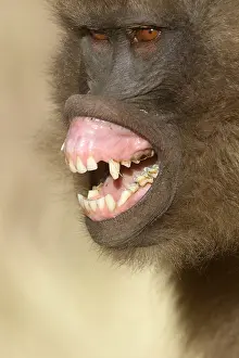 Grimace: Gelada baboon (Theropithecus gelada) female showing