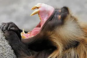 Simiae: Gelada Baboon (Theropithecus gelada) with its mouth