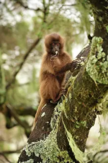 Theropithecus: Gelada / Gelada Baboon - baby - eating lichen Simien